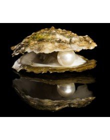 İstiridye Kabuğunda Gerçek İnci Kolye